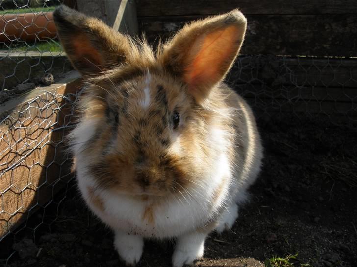 Kanin ¨˜°º•¤ Stald Kiwis Småkage R.I.P ¤•º°˜¨  - kage billede 19