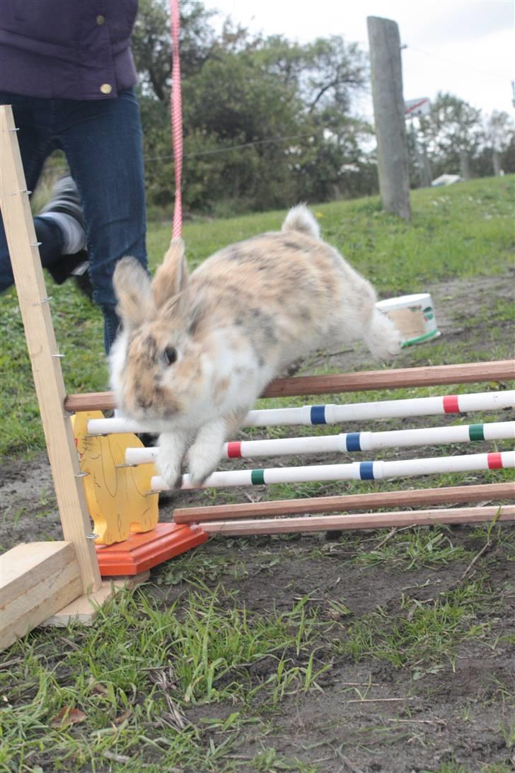 Kanin ¨˜°º•¤ Stald Kiwis Småkage R.I.P ¤•º°˜¨  - Kagen springer billede 6