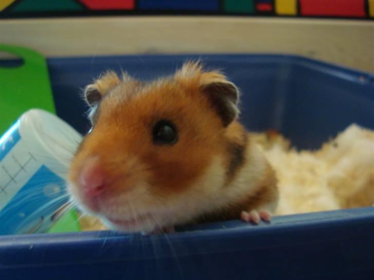 Hamster hamster billede 1