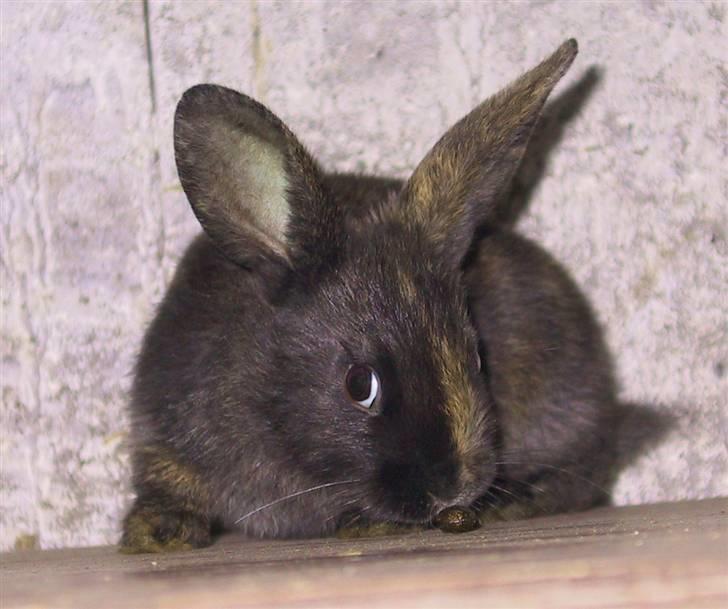 Kanin Cervinagaard's Jake billede 1