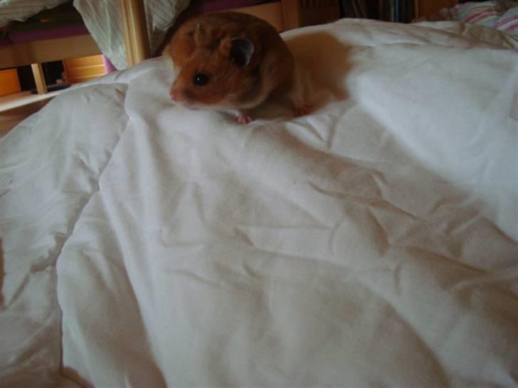 Hamster hamster billede 2