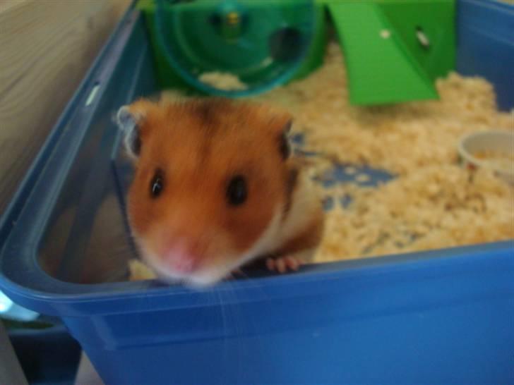 Hamster hamster billede 3