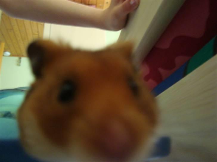 Hamster hamster billede 4