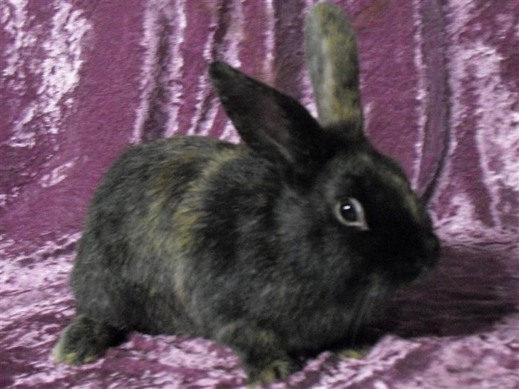 Kanin Cervinagaard's Jake billede 2