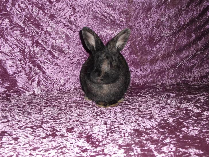 Kanin Cervinagaard's Jake billede 6