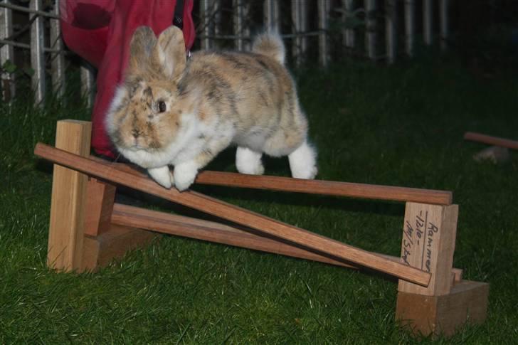 Kanin ¨˜°º•¤ Stald Kiwis Småkage R.I.P ¤•º°˜¨  - Enkelt spring billede 7