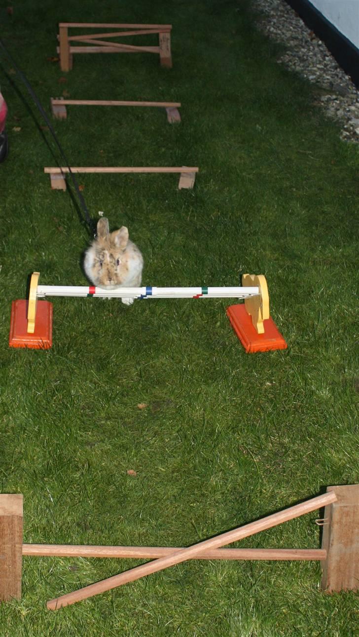 Kanin ¨˜°º•¤ Stald Kiwis Småkage R.I.P ¤•º°˜¨  - Bane spring billede 10