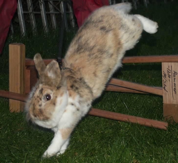 Kanin ¨˜°º•¤ Stald Kiwis Småkage R.I.P ¤•º°˜¨  - på vej ned fra springet billede 13