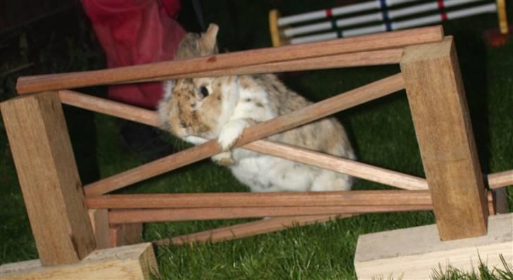 Kanin ¨˜°º•¤ Stald Kiwis Småkage R.I.P ¤•º°˜¨  - Ikke snyde billede 8