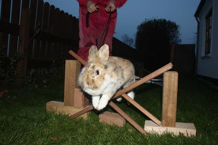 Kanin ¨˜°º•¤ Stald Kiwis Småkage R.I.P ¤•º°˜¨  - Hop kage billede 11