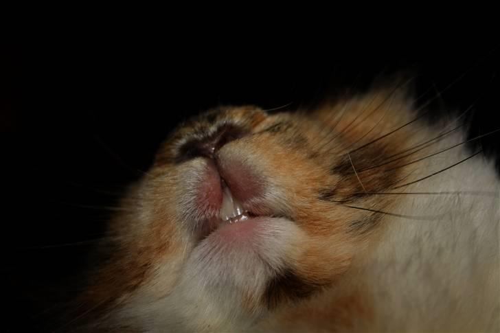 Kanin ¨˜°º•¤ Stald Kiwis Småkage R.I.P ¤•º°˜¨  - haha Småkages tænder billede 16