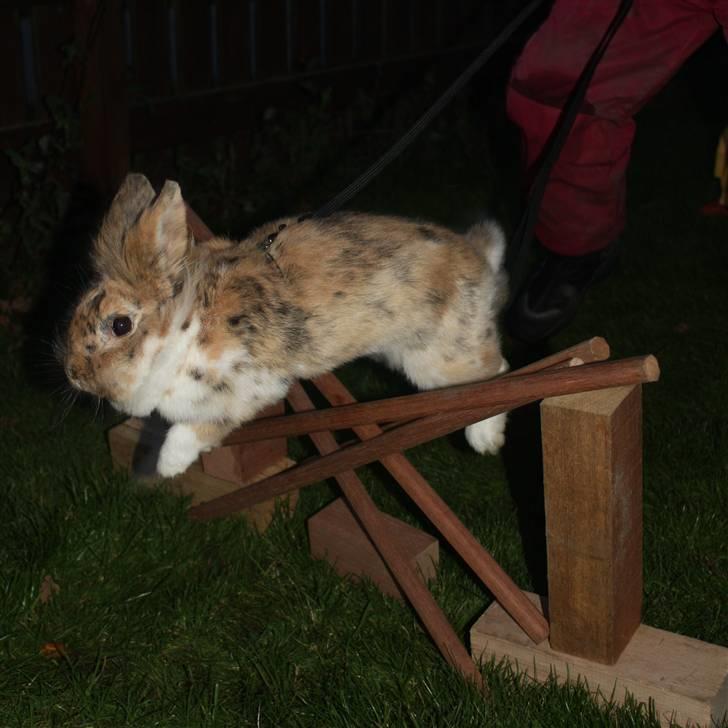 Kanin ¨˜°º•¤ Stald Kiwis Småkage R.I.P ¤•º°˜¨  - Enkelt spring billede 9