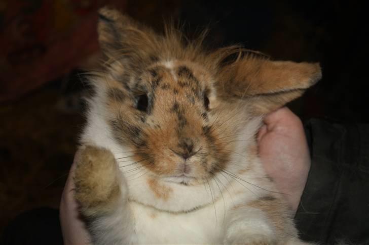 Kanin ¨˜°º•¤ Stald Kiwis Småkage R.I.P ¤•º°˜¨  - NUrrhhh billede 17