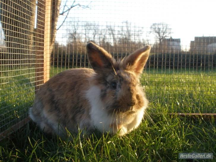 Kanin ¨˜°º•¤ Stald Kiwis Småkage R.I.P ¤•º°˜¨  - Småkage i solnedgang :) billede 18