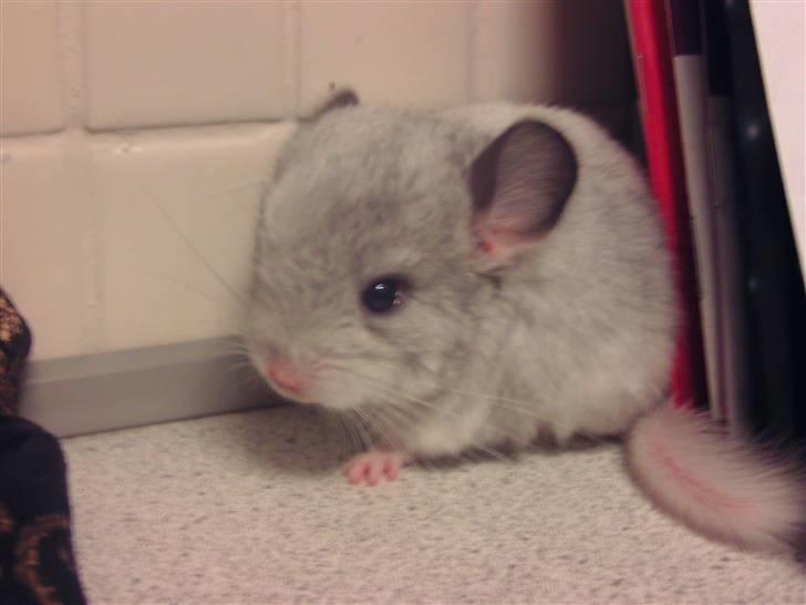 Chinchilla Bette Messie'Miss (SOLGT) - <3 MESSIE  billede 1