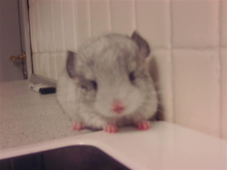 Chinchilla Bette Messie'Miss (SOLGT) - Nuuuhar bette nuss <3 billede 2