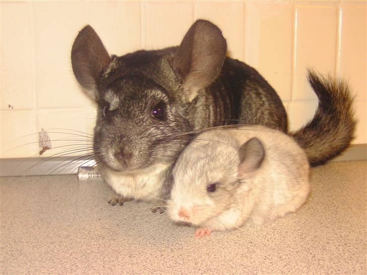 Chinchilla Bette Messie'Miss (SOLGT) - Bette Messie og Mooar <3  billede 3