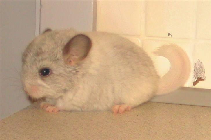 Chinchilla Bette Messie'Miss (SOLGT) - Sød & Nuttet <3 billede 4