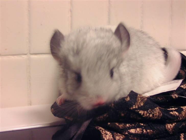Chinchilla Bette Messie'Miss (SOLGT) billede 5