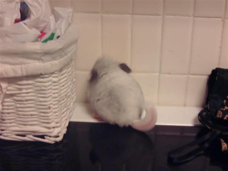 Chinchilla Bette Messie'Miss (SOLGT) billede 6