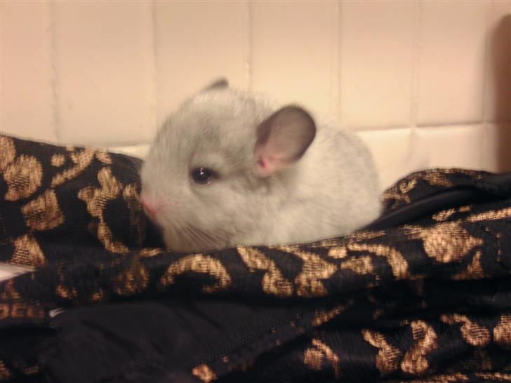 Chinchilla Bette Messie'Miss (SOLGT) - <3 MESSIE  billede 7
