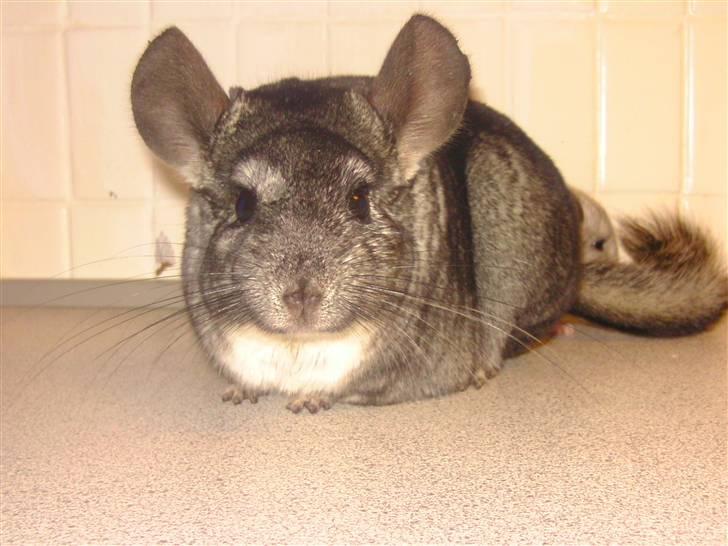 Chinchilla Fede <3 (SOLGT) billede 1