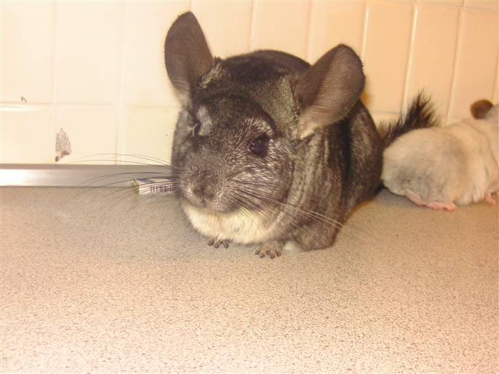 Chinchilla Fede <3 (SOLGT) billede 3