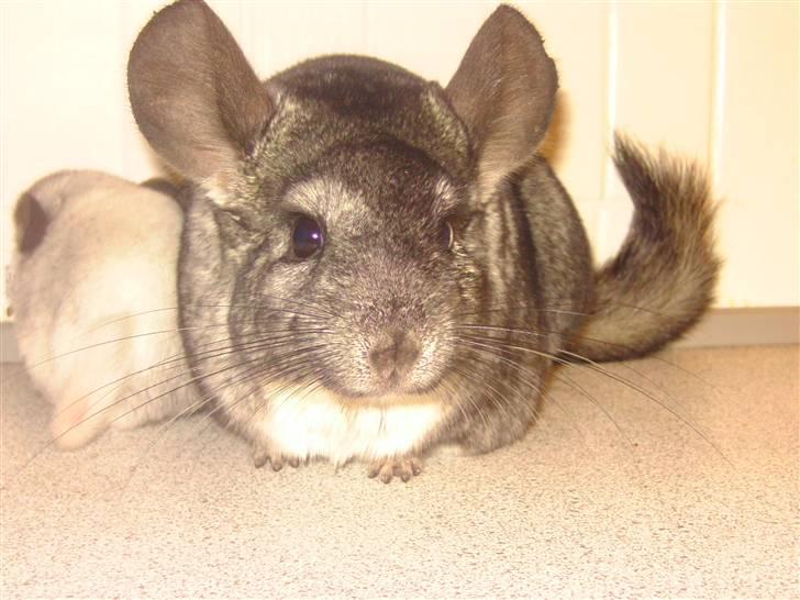 Chinchilla Fede <3 (SOLGT) billede 4