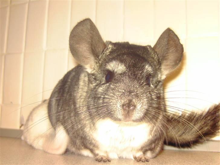 Chinchilla Fede <3 (SOLGT) billede 5