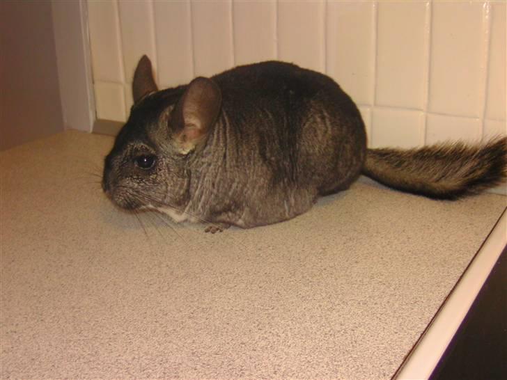 Chinchilla Fede <3 (SOLGT) billede 6