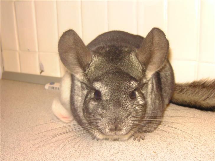 Chinchilla Fede <3 (SOLGT) billede 7