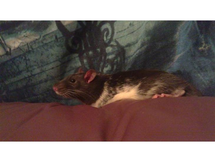 {{currentPhoto.altText}} billede {{currentPhoto.number}}