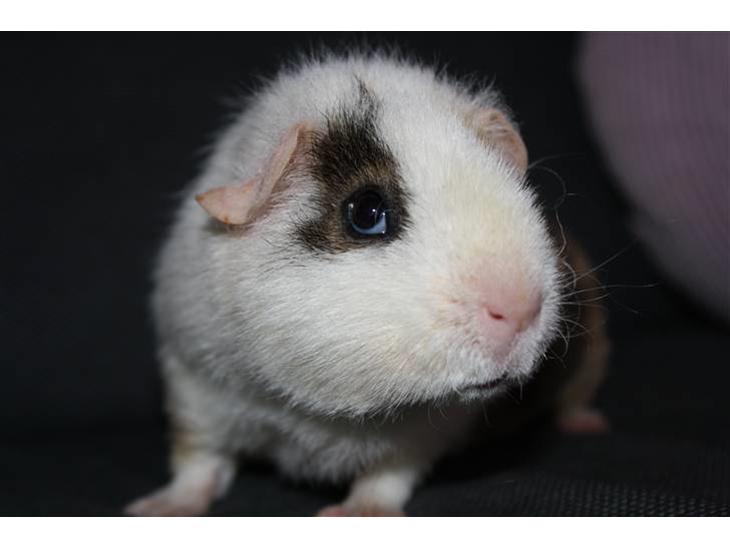 {{currentPhoto.altText}} billede {{currentPhoto.number}}