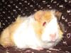 Marsvin phineas R.I.P :'( [ Himmelgnaver]