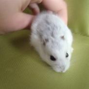 Dværghamster Skinke