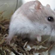 Hamster Mulle *Rip* 