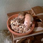 Ørkenrotte Ghostrider 