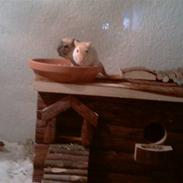 Ørkenrotte Ghostrider 