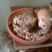 Ørkenrotte Ghostrider 