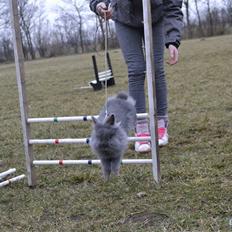 Kanin Fyldbinggaards Princess Tjess