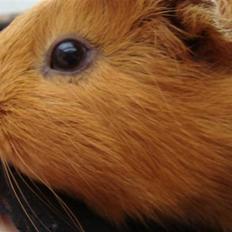 Marsvin Anton Berg !!