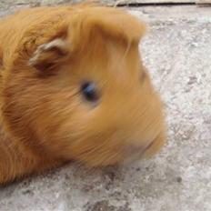 Marsvin Anton Berg !!