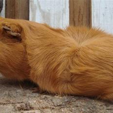 Marsvin Anton Berg !!