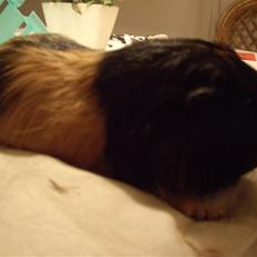 Marsvin skovlundegaards Maxi