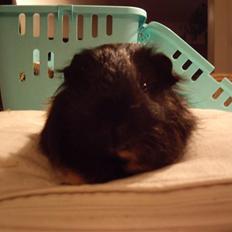 Marsvin skovlundegaards Maxi