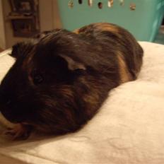 Marsvin skovlundegaards Maxi