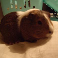 Marsvin skovlundegaards asta 