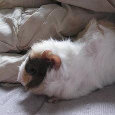 Marsvin phineas R.I.P :'(