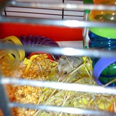 Hamster | Rihno <3 | Bøllen! ;)  | R.I.P 12/5-12 :'(