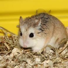 Dværghamster Vanilla *Niller* RIP